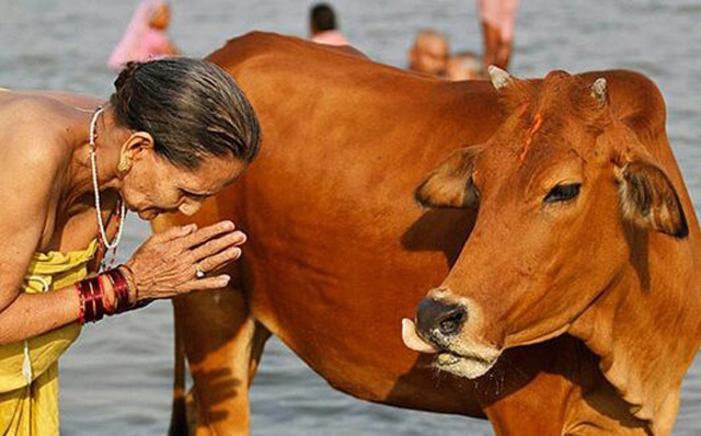 Коровы в Индии - фотография
