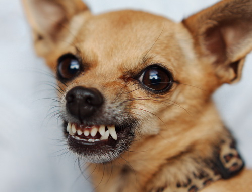 7 самых агрессивных пород собак - фотография